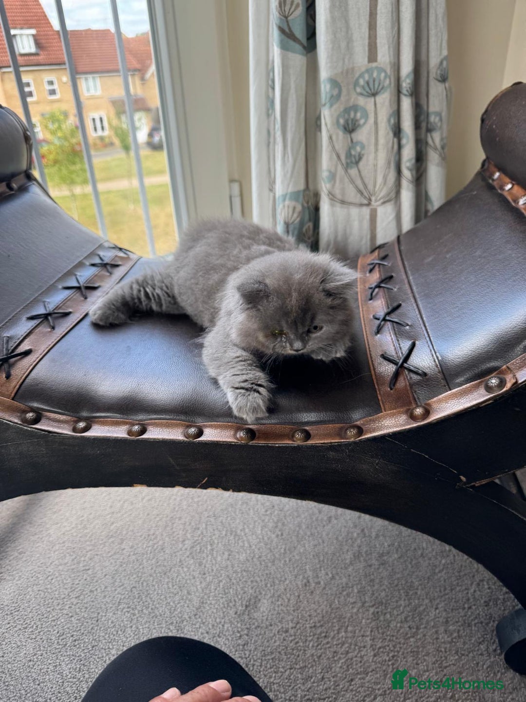 British Longhair cats for sale: British long hair - Image 3