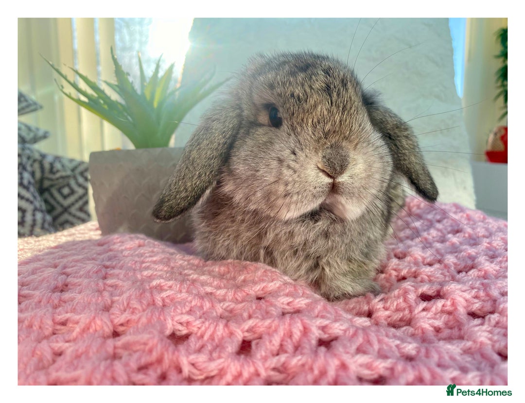 Mini Lop rabbits for sale: Pure bred Mini Lops - Advert 13