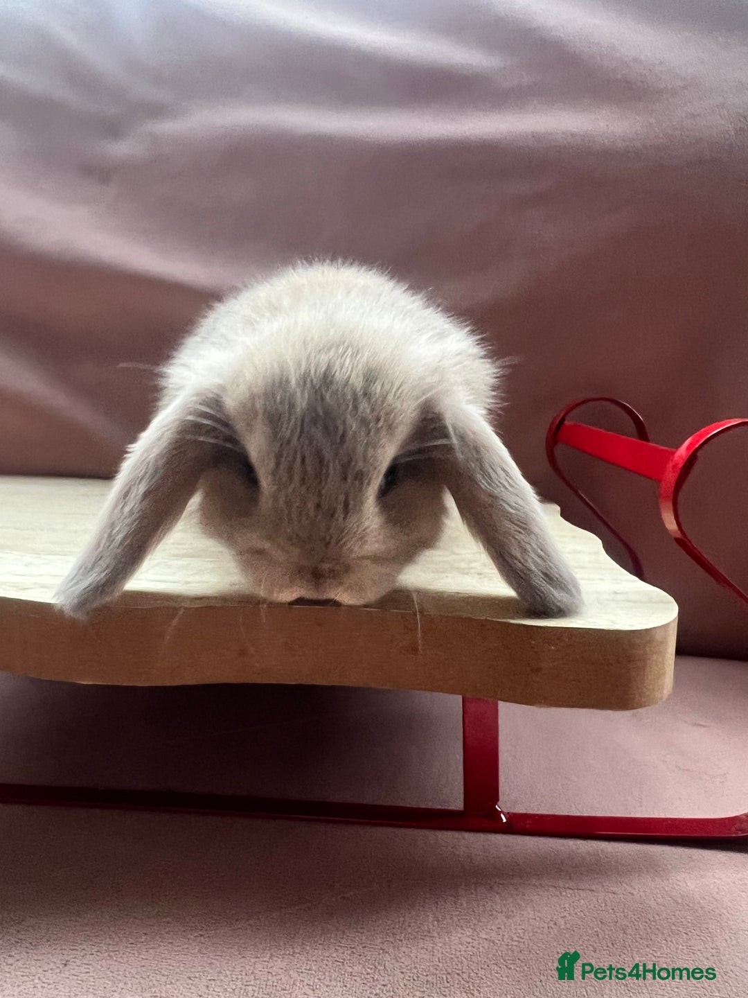 Mini Lop rabbits for sale: Gorgeous baby Mini Lops  - Advert 12