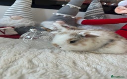Mini Lop rabbits for sale: Baby bunnies  - Advert 7