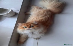 British Longhair cats for sale: Stunning Golden British long hair  - Image 2