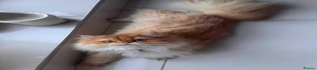 British Longhair Kitten 1