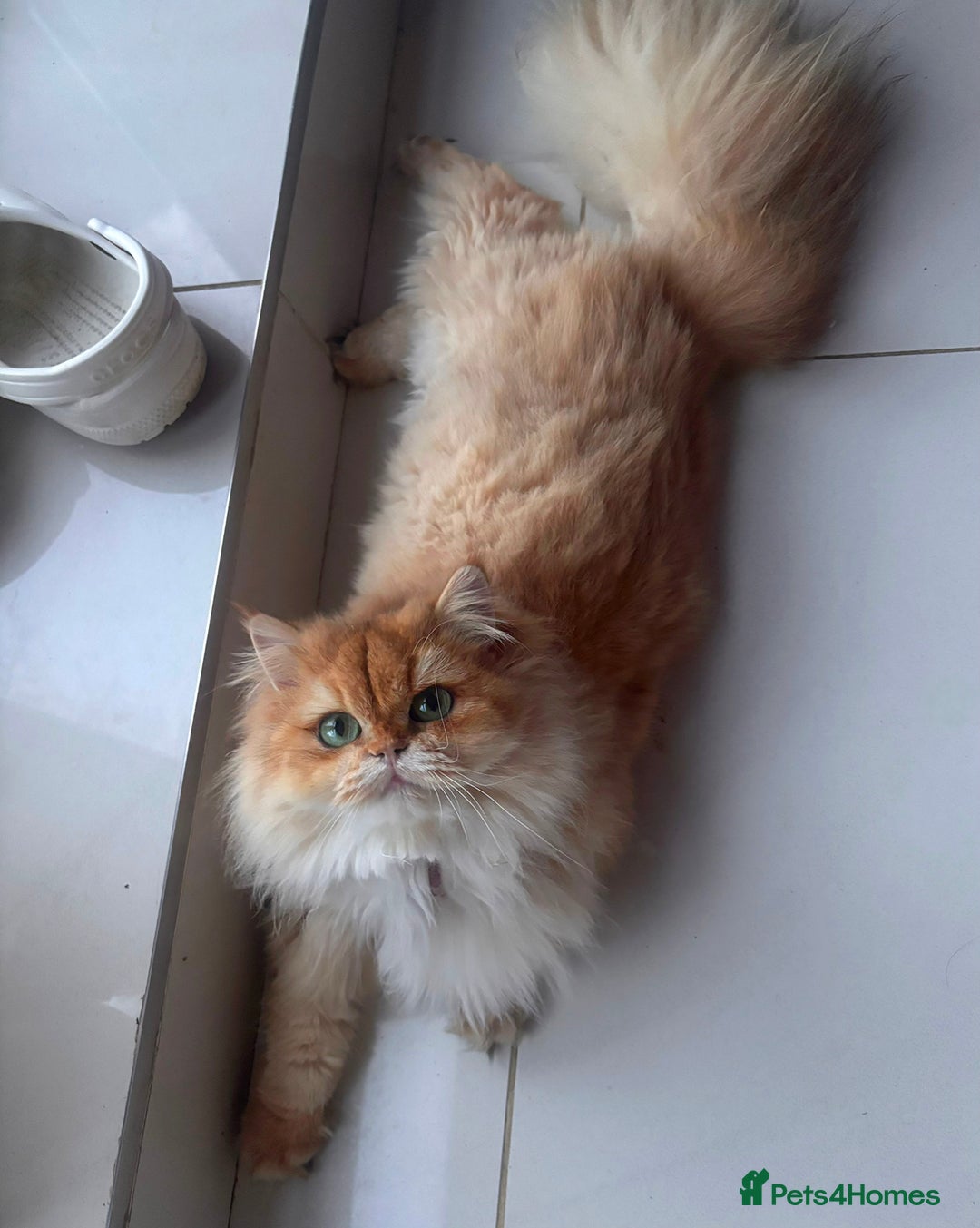 British Longhair cats for sale: Stunning Golden British long hair  - Image 2