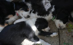 Mixed Breed dogs for sale: Collie mixed breed puppies - Image 11