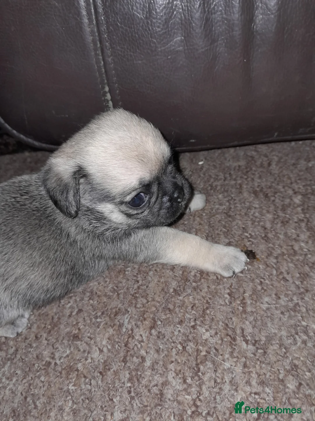 Mixed Breed dogs for sale: 2 pugs in Portsmouth - Advert 2