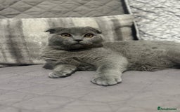 Scottish Fold cats for sale: Stunning Male lilac BSH & Grey Scottish Fold x BSH - Advert 12