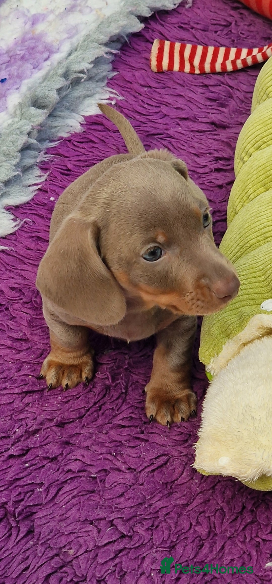 Miniature Dachshund dogs Mini isabella daschund for sale, one boy available - Advert 13