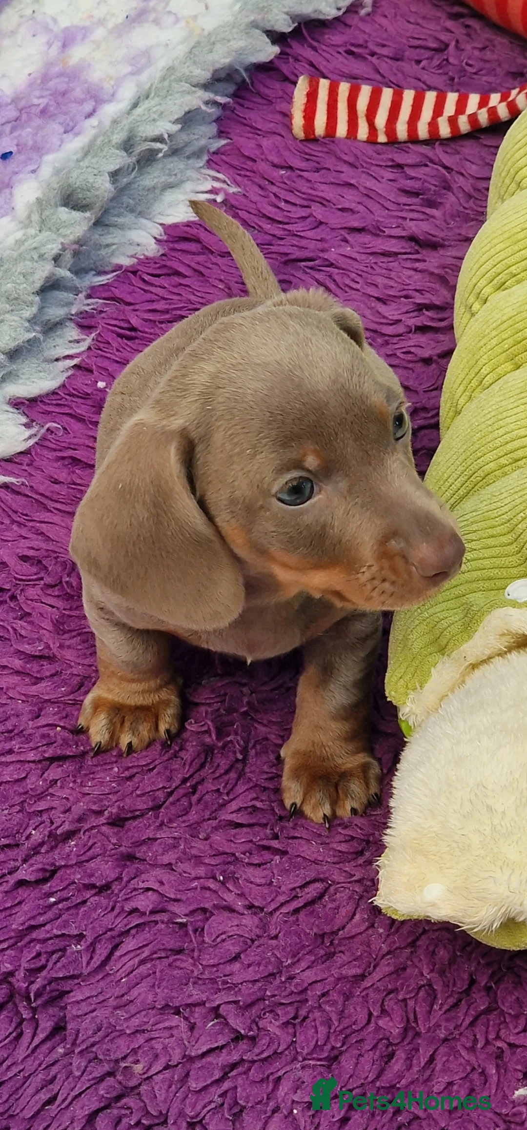 Miniature Dachshund dogs for sale: Mini isabella daschund for sale, one boy available - Advert 6