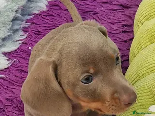Miniature Dachshund dogs Mini isabella daschund for sale, one boy available - Advert 13