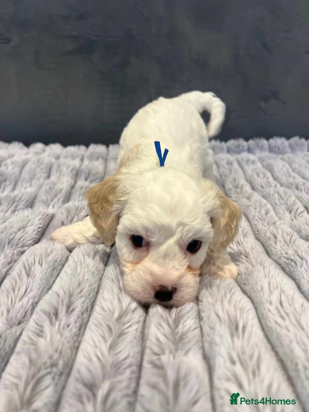 Cavachon dogs for sale: 🐶 Adorable Cavachon Puppies for Sale! 🐾 - Advert 9