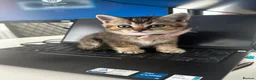 British Shorthair cats for sale: Golden BSH Kittens  GCCF Registered - Chunky bear  - Advert 5