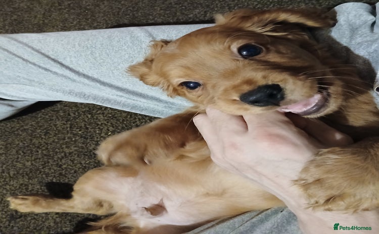 Cocker Spaniel dogs Cocker spaniel  - Advert 13