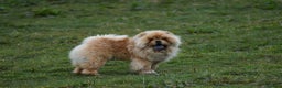 Chow Chow dogs for stud: Handsome Shaded Red Hungarian Import at stud - Advert 6