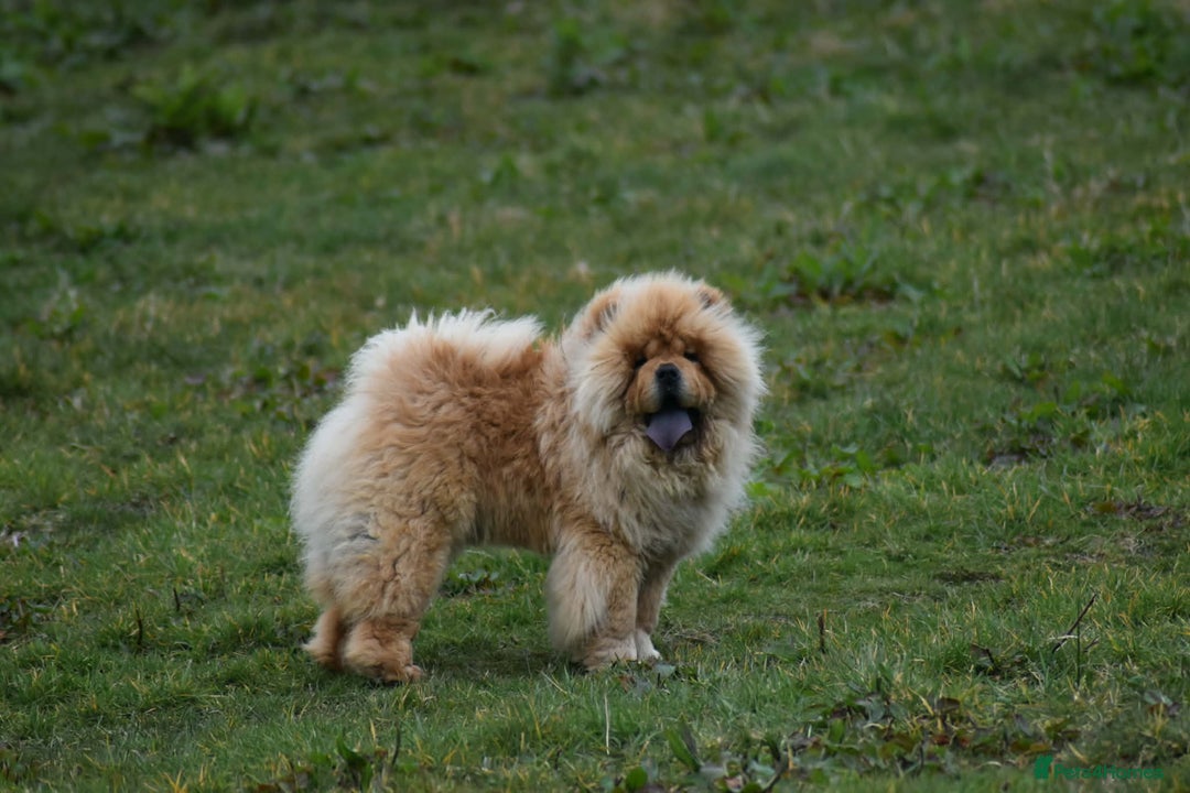 Chow Chow dogs for stud: Handsome Shaded Red Hungarian Import at stud - Advert 6
