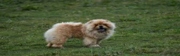 Chow Chow dogs for stud: Handsome Shaded Red Hungarian Import at stud - Advert 6
