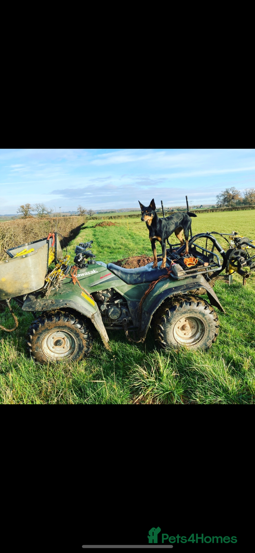 Australian Kelpie dogs Kelpie pups for sale  - Advert 1