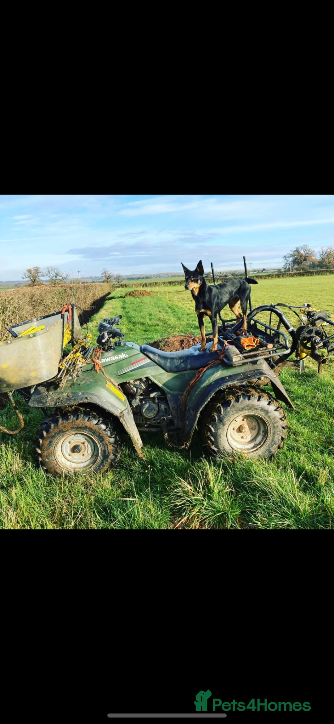 Australian Kelpie dogs for sale: Kelpie pups for sale  - Advert 2