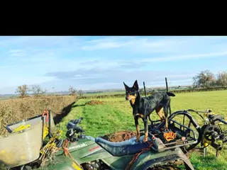 Australian Kelpie dogs Kelpie pups for sale - Advert 1