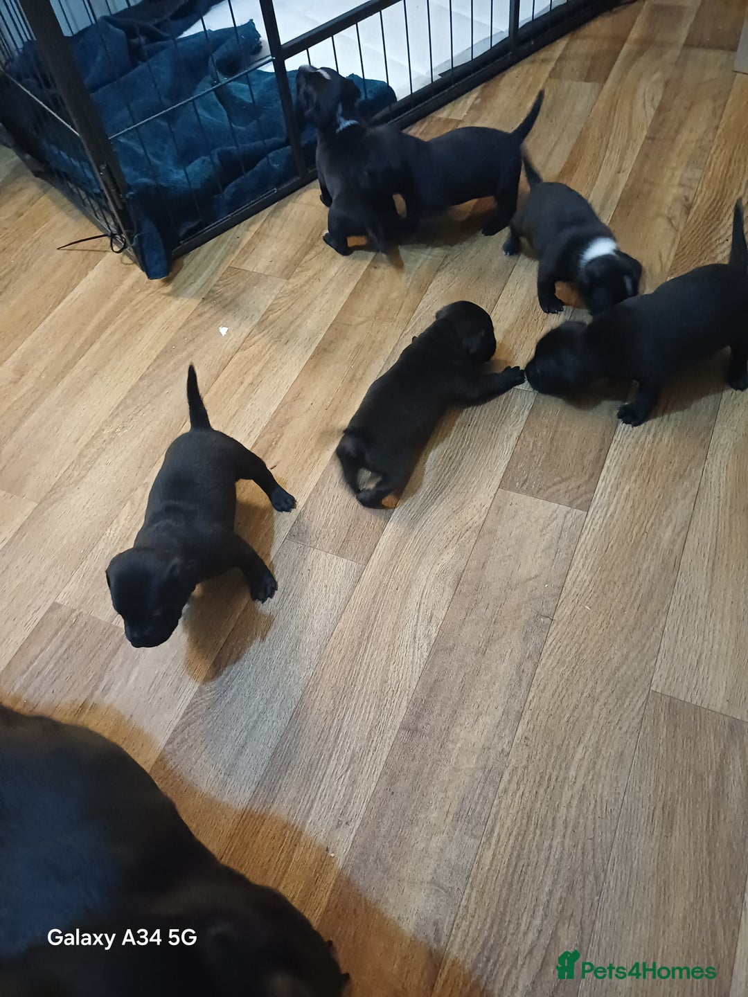 Mixed Breed dogs for sale: Adorable 3/4 Staff Bull Terrier 1/4 Jack Russell. - Advert 5