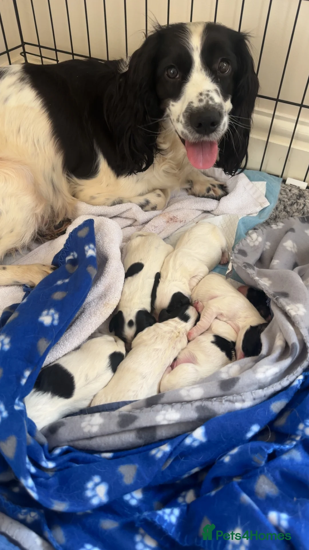 Sprocker dogs for sale: Sprocker Puppies For Sale  in Tewkesbury - Advert 2