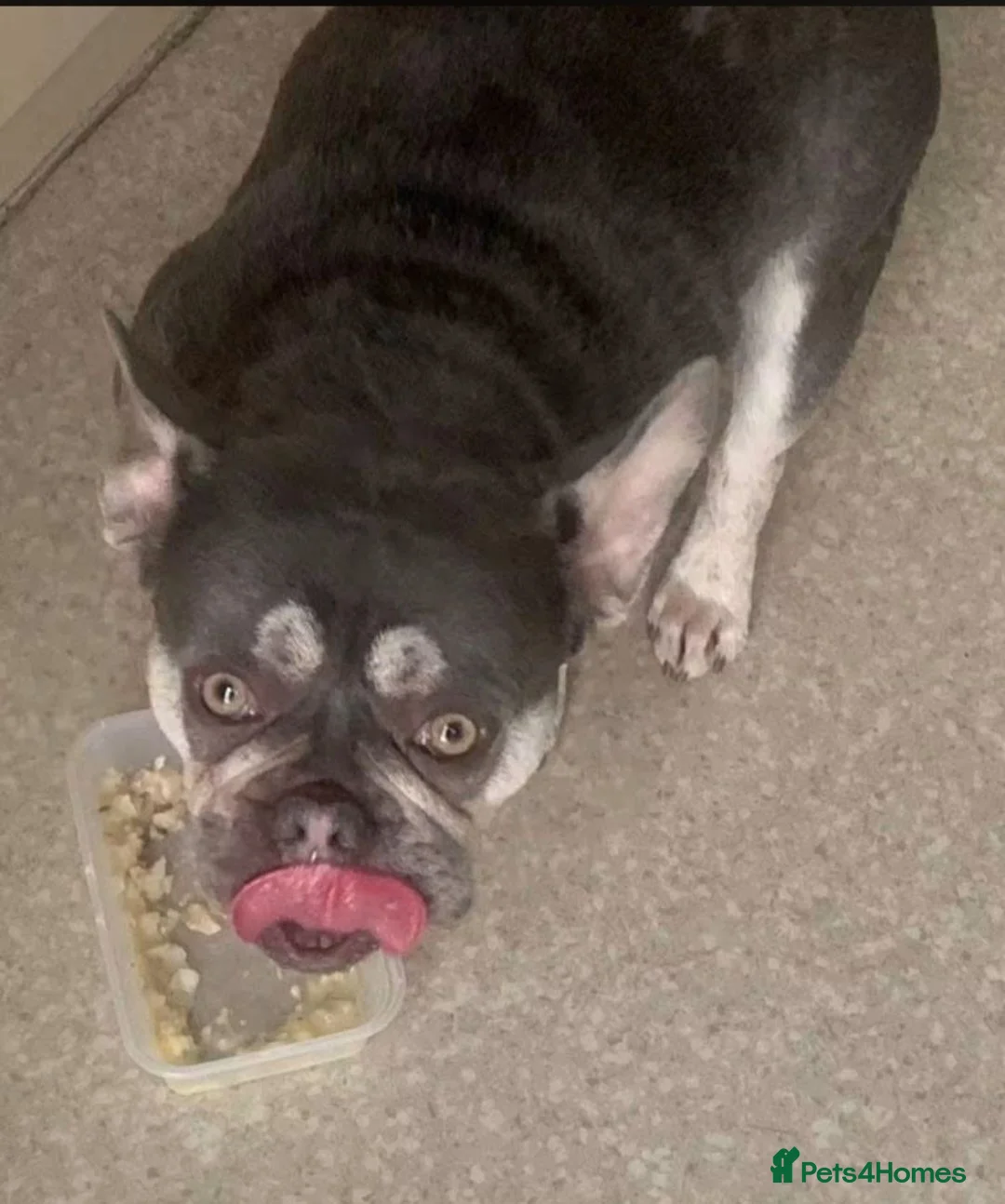 French Bulldog dogs for sale: Beautiful French bulldog NEEGAN  in Wakefield - Advert 2