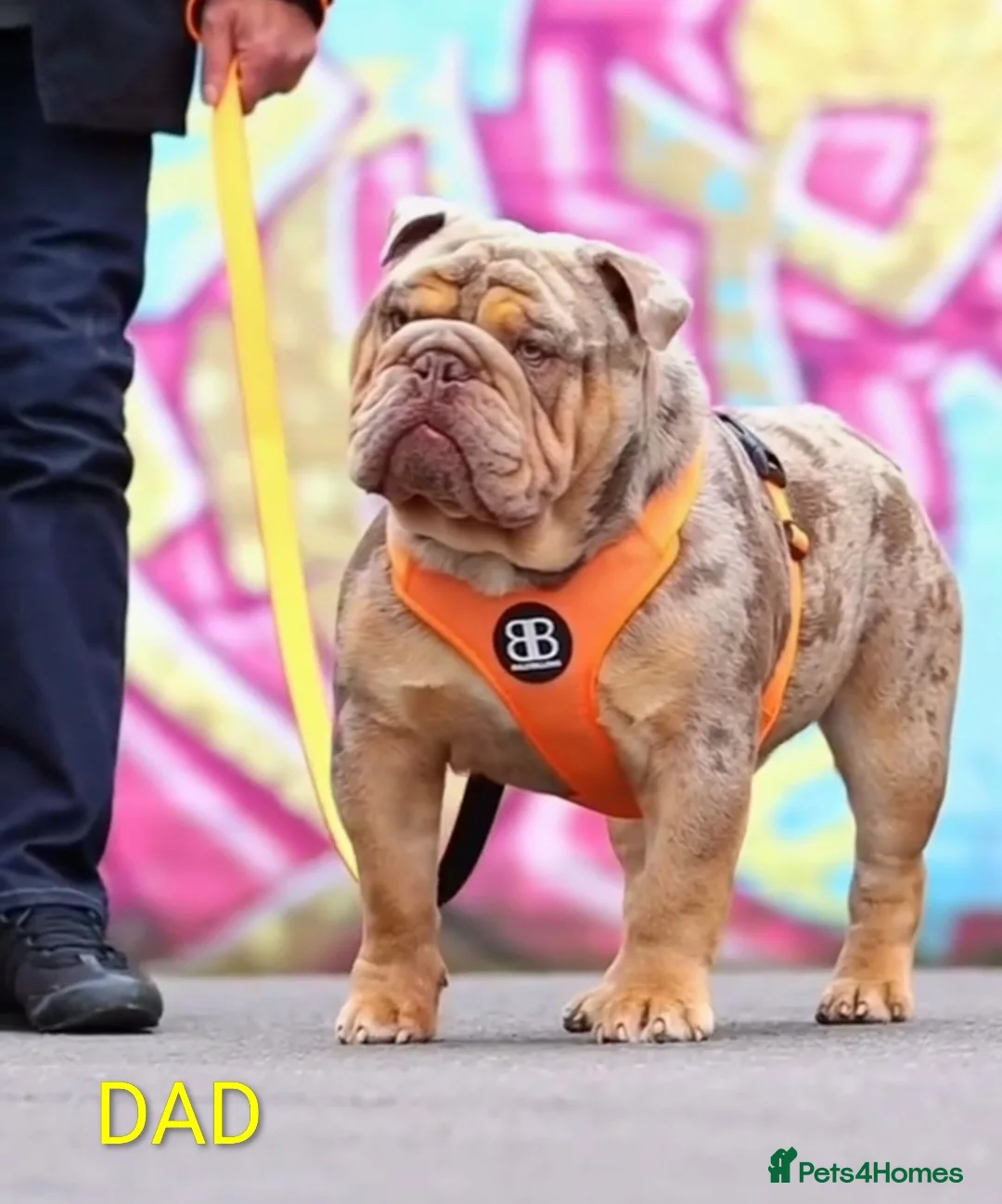 English Bulldog dogs for sale: Lilac Merle English Bulldog  - Advert 14