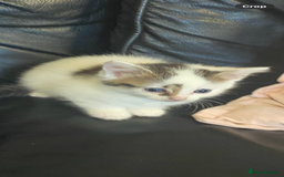 British Longhair cats for sale: 8 fluffy kittens  - Image 3
