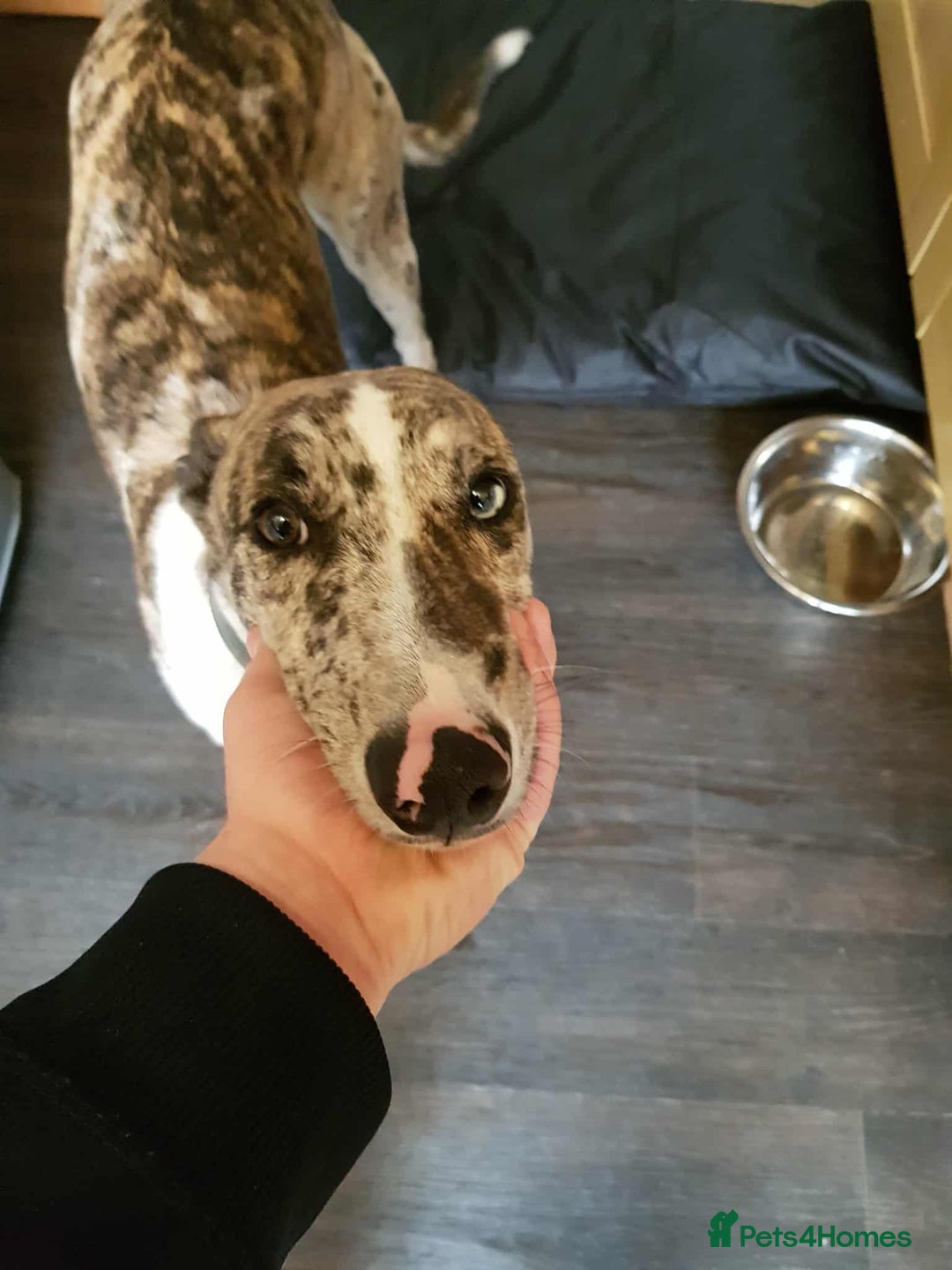 Mixed Breed dogs for sale: 4 year old Male Lurcher cross Collie Greyhound - Image 5