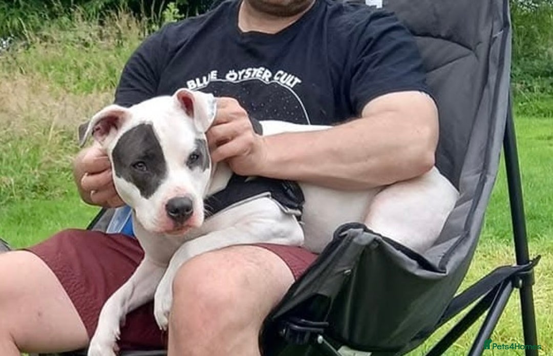 Mixed Breed dogs for sale: DEAF Staffy mix  - Advert 1