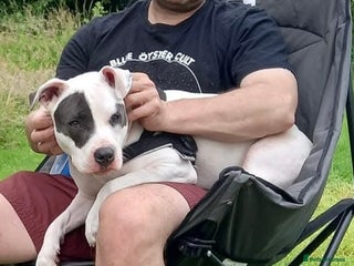Mixed Breed dogs DEAF Staffy mix - Advert 1