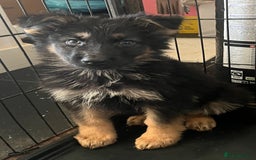 German Shepherd dogs for sale: German Shepherd Puppies Liver Isabella Blue Black  - Advert 12