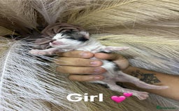 Mixed Breed cats for sale: Kittens - Advert 3