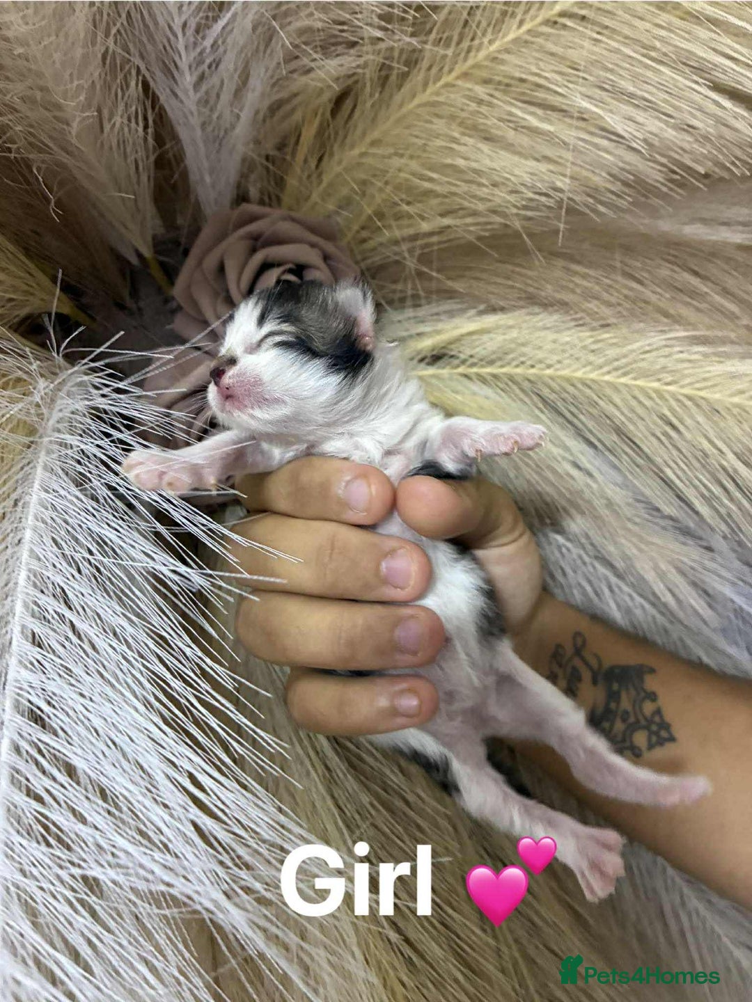 Mixed Breed cats for sale: Kittens - Advert 3