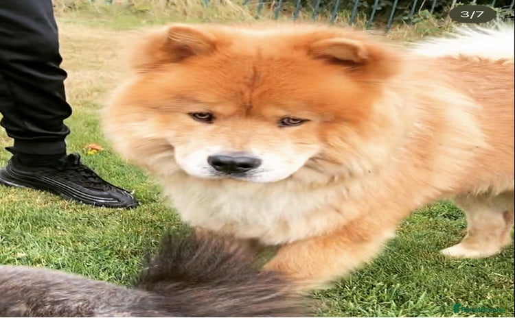 Chow Chow dogs 6 lovely chow chows for sale 😻 - Advert 5