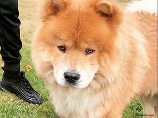 Chow Chow dogs 6 lovely chow chows for sale 😻 - Advert 10