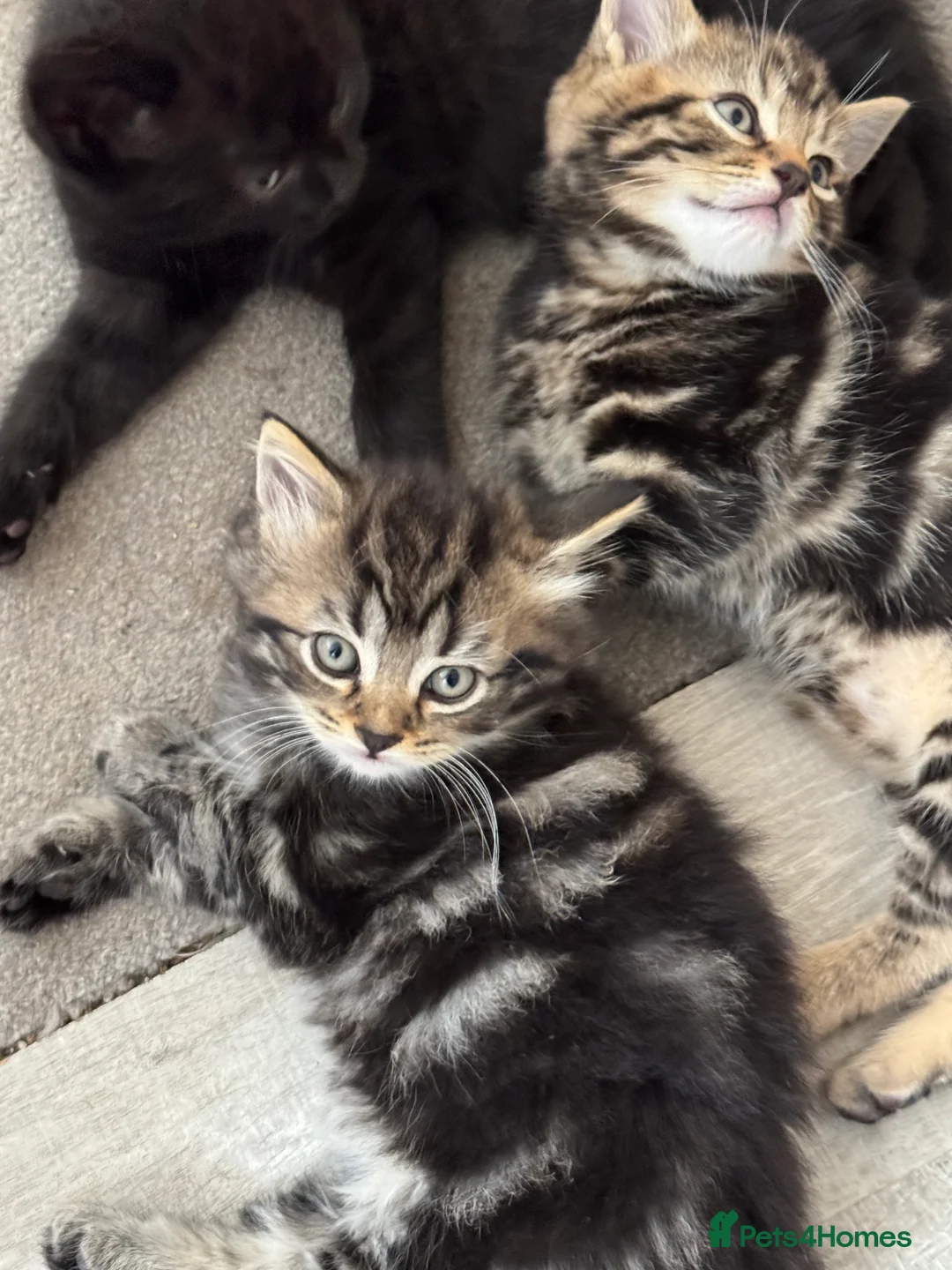 Mixed Breed cats for sale: 2 tabby kittens for sale in Addlestone - Advert 2