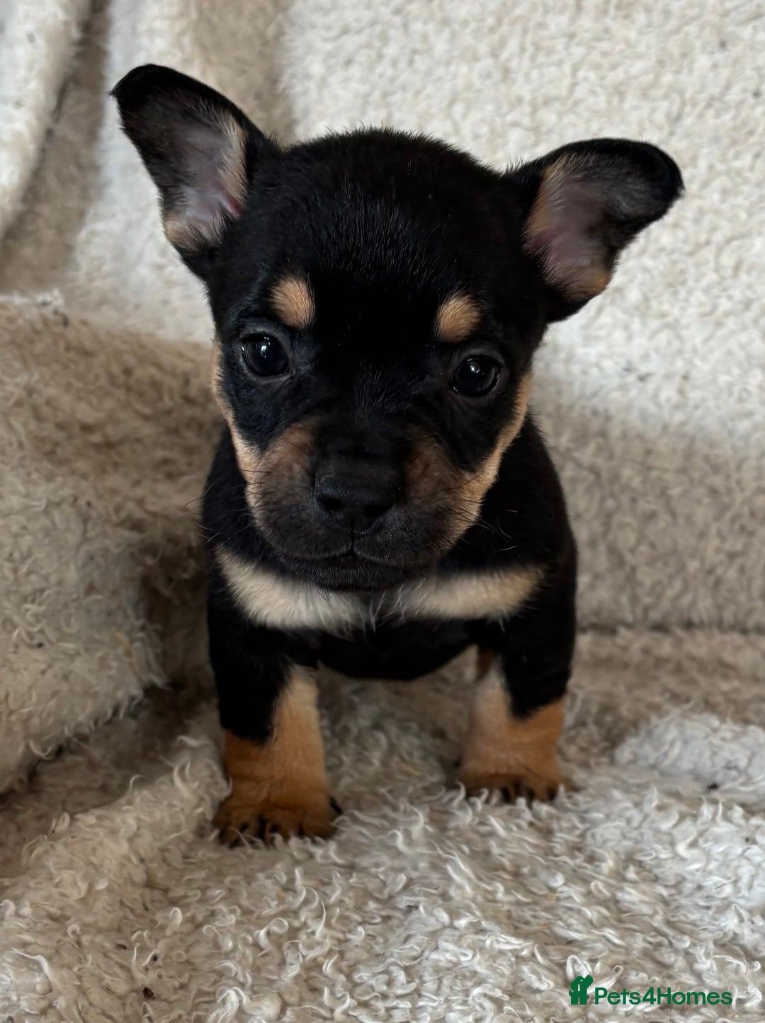 Mixed Breed dogs for sale: Frenchie cross Jack Russell puppies  - Advert 8