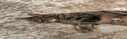 Bengal cats for sale: Bengal cross in Harrow - Advert 1