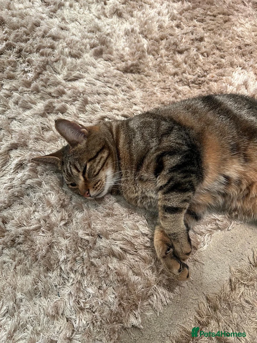 Bengal cats for sale: Bengal cross in Harrow - Advert 1