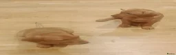 Labrador Retriever dogs for sale: Fox Red Labrador - Advert 9