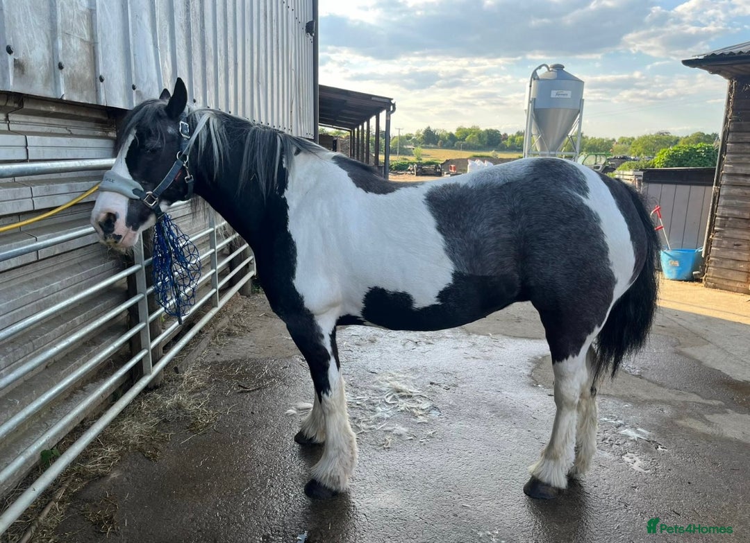 Other Breed horses for sale: Willow  - Advert 4