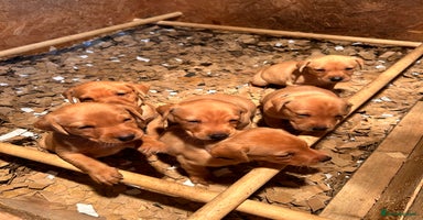 Labrador Retriever dogs - Advert 2