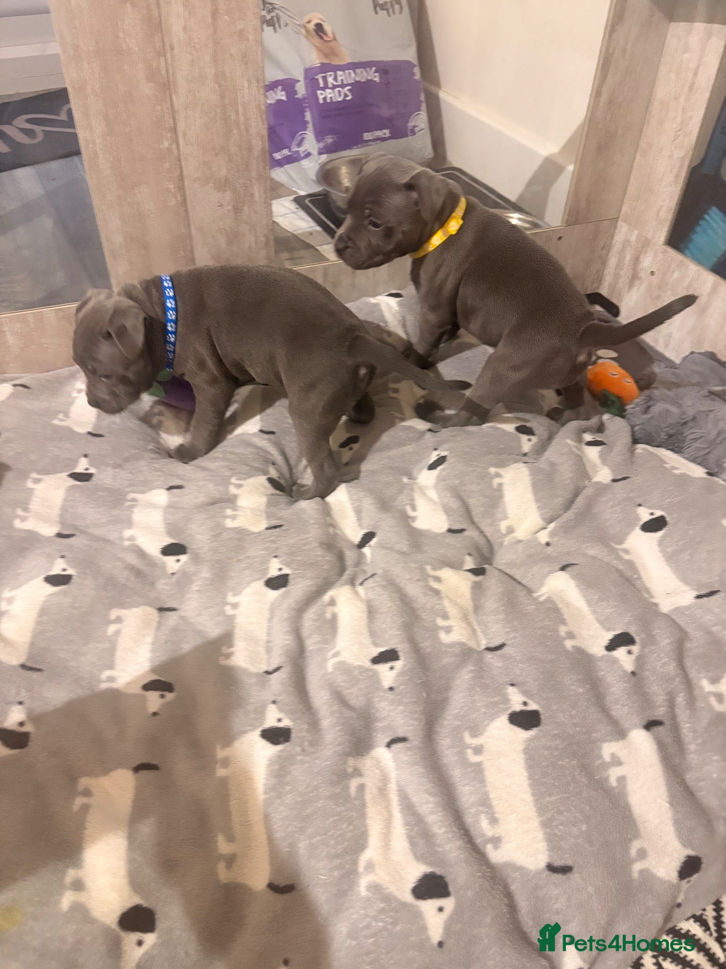 Staffordshire Bull Terrier dogs 🐾 – READY 28TH OCTOBER!! CHUNKY BLUE & BLACK 🐾  - Advert 2