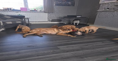 Labrador Retriever dogs - Advert 15