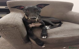 Mixed Breed dogs for sale: Lurcher male for urgent rehome - Image 1