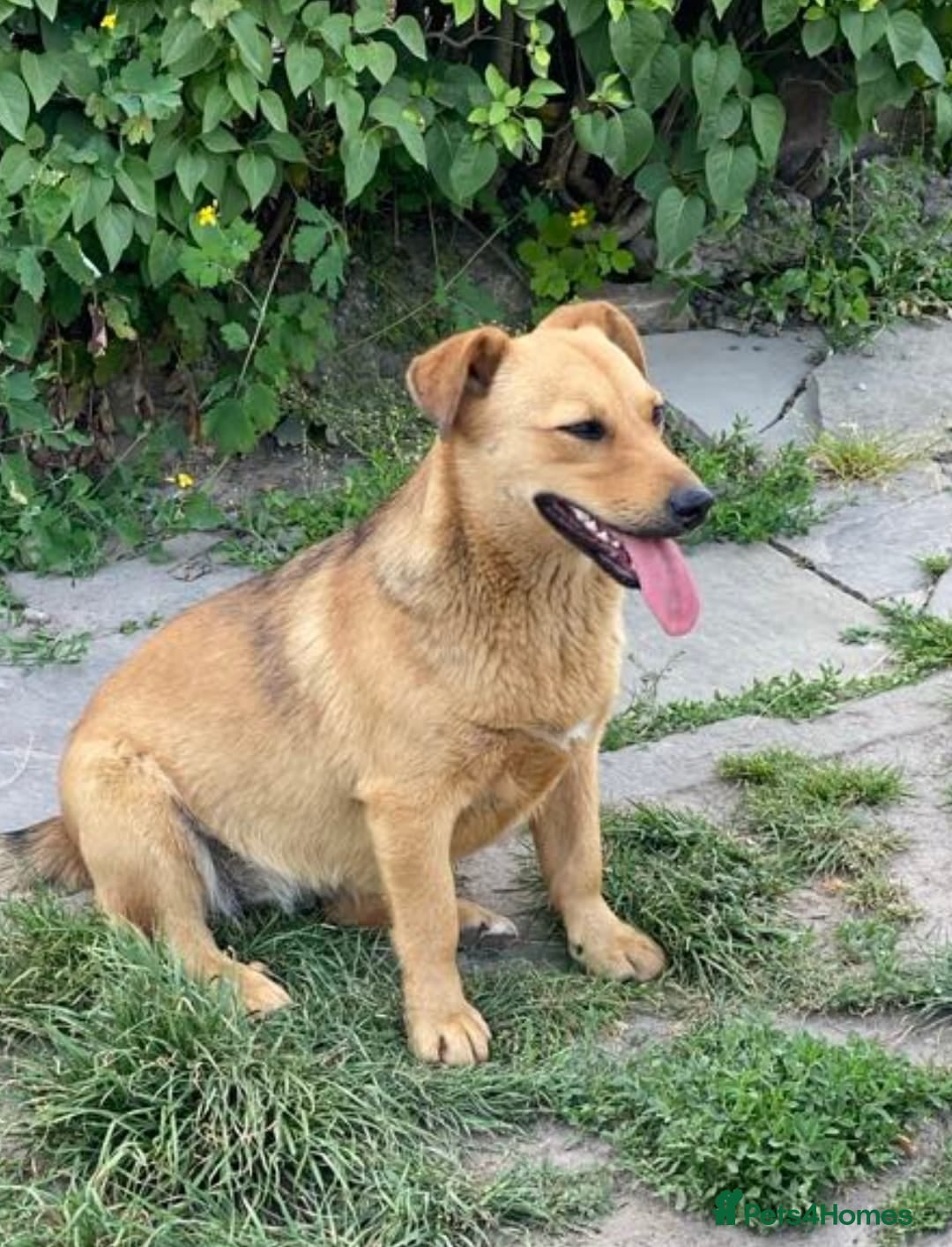 Mixed Breed dogs for adoption: 💖🐶 RAHDA 🐶💖 - Image 19