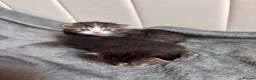 Scottish Fold cats for sale: Scottish Fold/Straight Kittens  - Advert 3