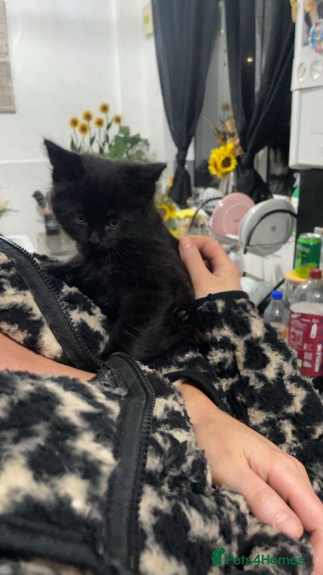 Mixed Breed cats for sale: 2 male black kittens  - Image 2