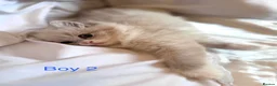 Ragdoll cats for sale: 3 beautiful kittens  in Longniddry - Advert 6