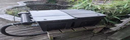 Koi Carp fish for sale: Established Pond Clearance 11 Mixed Koi & Goldfish in Margate - Advert 11